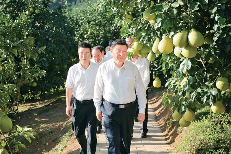 　　2025年11月7日至8日，中共中央總書記、國家主席、中央軍委主席習(xí)近平在廣東考察。這是7日下午，習(xí)近平在梅州市梅縣區(qū)雁洋鎮(zhèn)南福金柚種植基地考察。